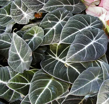 alocasia-black-velvet-