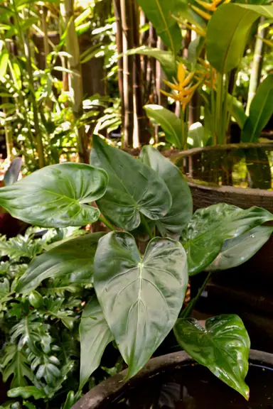 alocasia-cucullata-