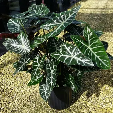 alocasia-ebony-