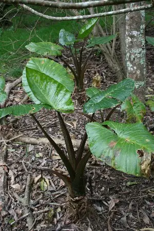 alocasia-macrorrhiza-rubra-