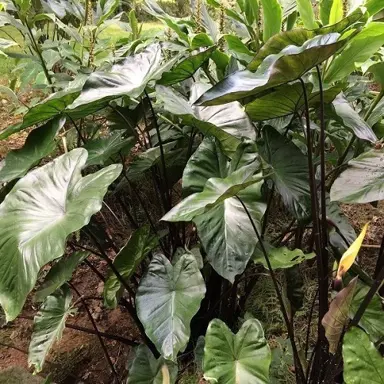 Alocasia nigrescens plants with purple-black foliage.