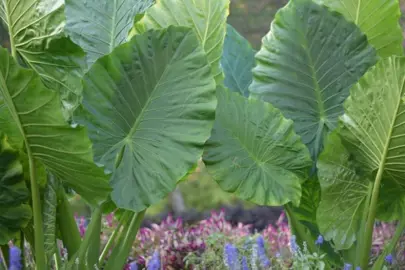 alocasia-odora-