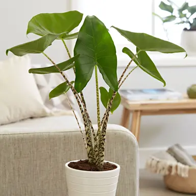 Alocasia Zebrina plant in a pot.