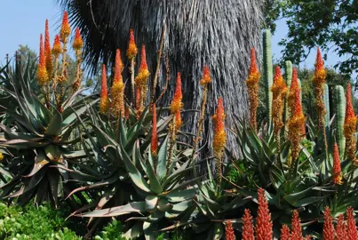 Aloe africana plants with orange and red flowers.