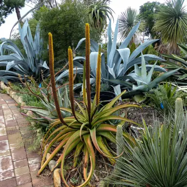 aloe-alooides-1