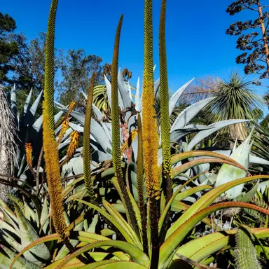 aloe-alooides-4