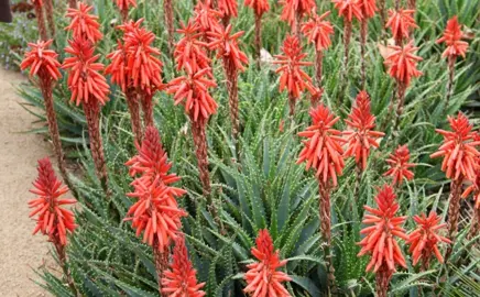 Aloe 'Always Red' plants with red flowers.