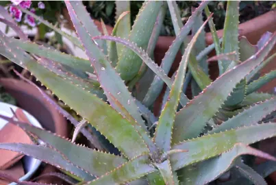 Aloe 'Always Red' plant.