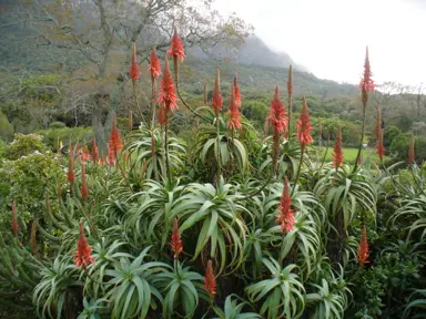 Aloe arborescens plants with red flowers.