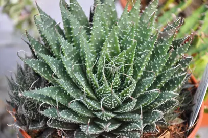 Aloe aristata plants.