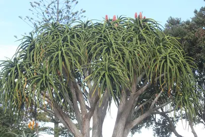 aloe-bainesii-2