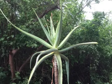 aloe-ballyi-