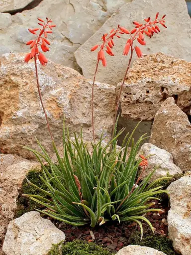 Aloe bellatula plant with red flowers.