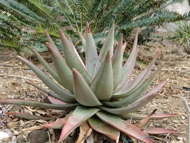 aloe-capitata-