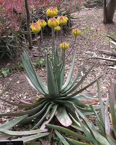 aloe-capitata-1