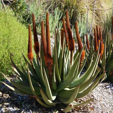 aloe-castanea-1