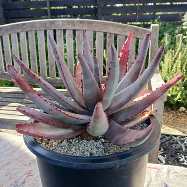 Aloe conifera plant growing in a pot.