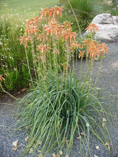 Aloe cooperi plant with orange flowers.