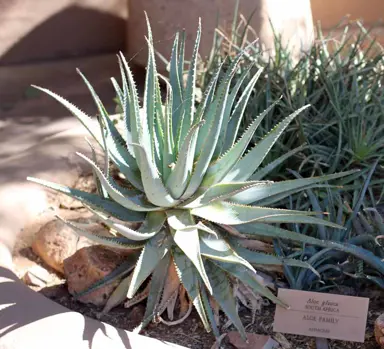 Aloe glauca plant with blue leaves.