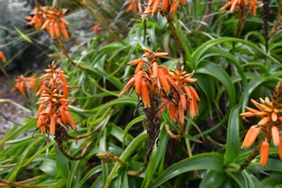 Aloe nubigena orange flowers.