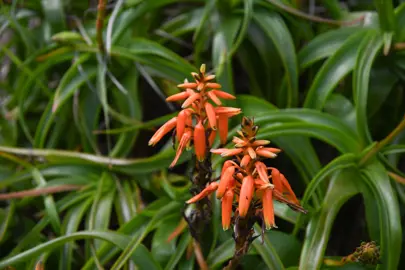 Aloe nubigena orange flowers up close.