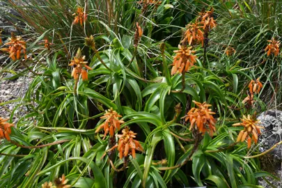 Aloe nubigena plant with orange flowers.