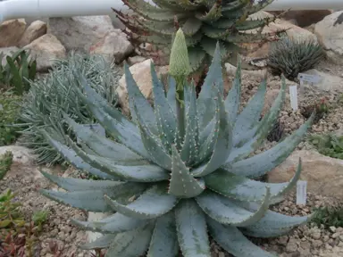 Aloe peglerae plant.