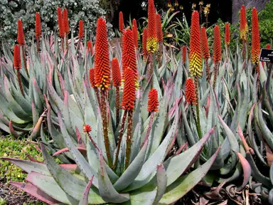 Aloe petricola plants with red flowers.