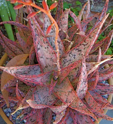 Aloe 'Pink Blush' plant.