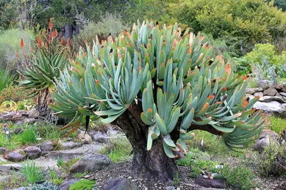 aloe-plicatilis-