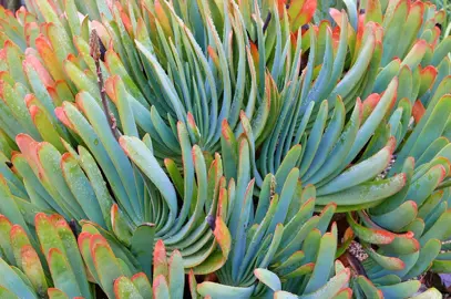 aloe-plicatilis-1