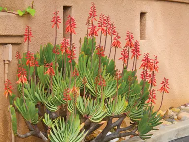 aloe-plicatilis-2