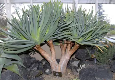 aloe-plicatilis-4