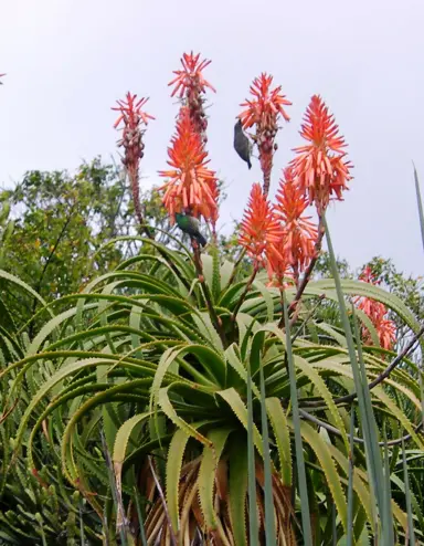 aloe-pluridens-