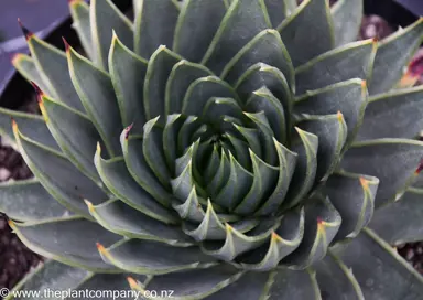 Aloe polyphylla with succulent, green foliage held in a spiral formation.