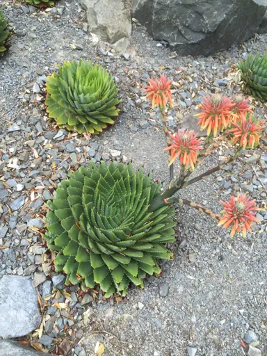 aloe-polyphylla-