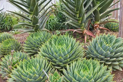 aloe-polyphylla-1