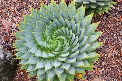 aloe-polyphylla-2