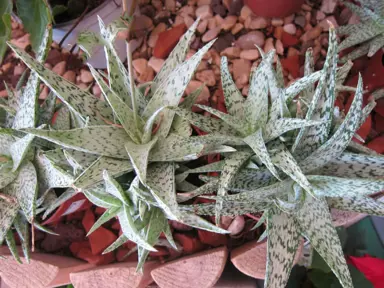 Aloe 'Quicksilver' plant.