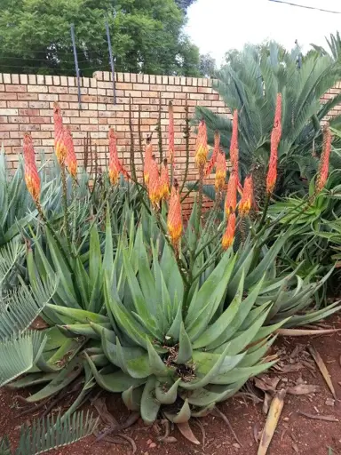 Aloe reitzii plants with orange flowers.