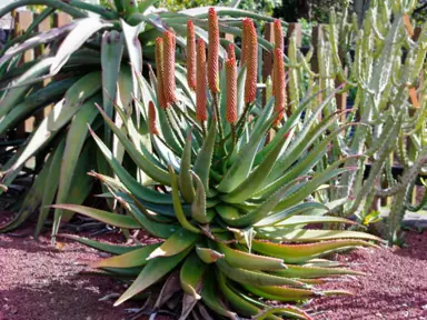 Aloe rupestris plants with orange flowers.