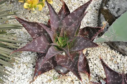 Aloe saponaria plants.