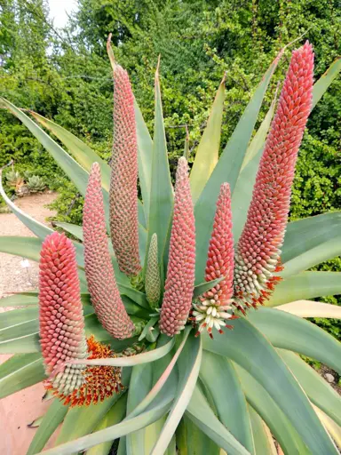 aloe-speciosa-3