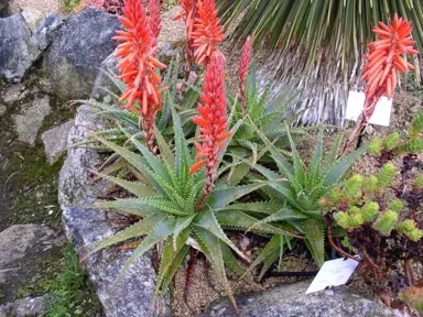 Aloe spinosissima plants with orange flowers.