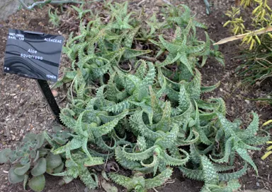 Aloe squarrosa plants.