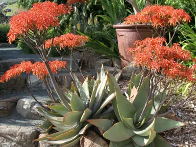 aloe-striata-4