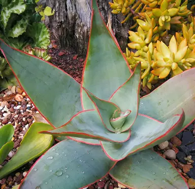 aloe-striata-5