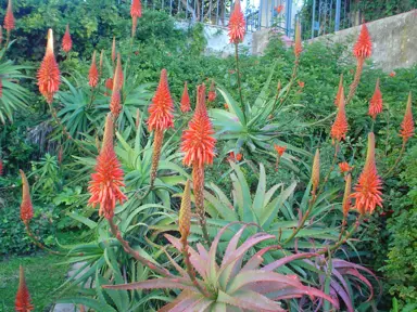 aloe-succotrina-