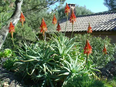 aloe-succotrina-1