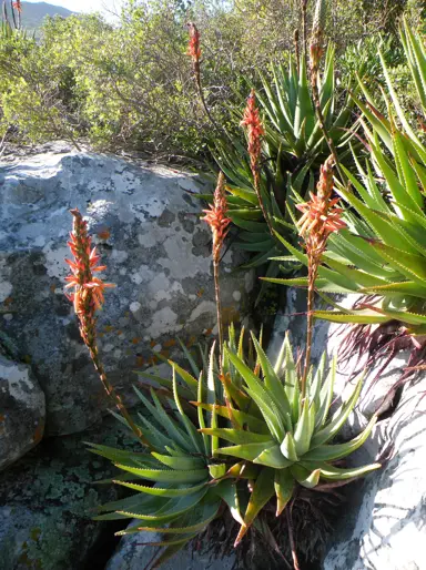 aloe-succotrina-3